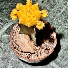 観葉植物　ヒボタン　おしゃれな鉢と受け皿付きの画像