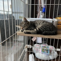 野良猫でついてきたところ保護