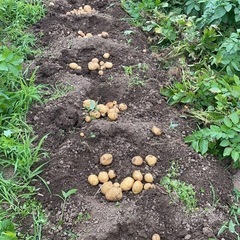じゃがいも掘り体験🥔してみたい方（╹◡╹）