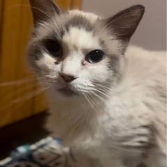ラグドール🐱♀
