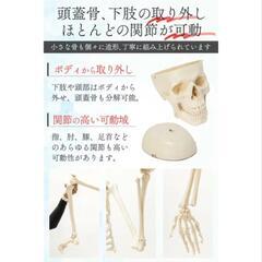 【医療用】等身大　人体骨格模型の画像