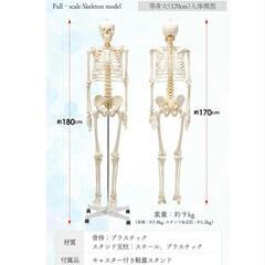 【医療用】等身大　人体骨格模型の画像