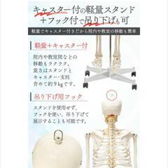 【医療用】等身大　人体骨格模型の画像
