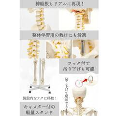 【医療用】等身大　人体骨格模型の画像