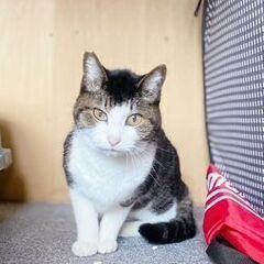 推定年齢12歳、ずっと山で地域猫として暮らしていたキジ白のちいみちゃん。余生をゆったりずっとのお家ですごさせてあげたい。 - 猫