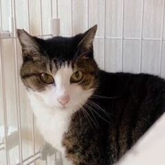 推定年齢12歳、ずっと山で地域猫として暮らしていたキジ白のちいみちゃん。余生をゆったりずっとのお家ですごさせてあげたい。 - 里親募集