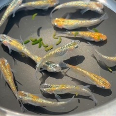 #32 ユリシス　10匹＋α ¥2,000の画像