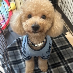 トイプードル　3歳　オス♂