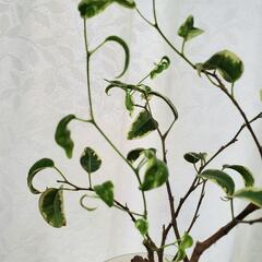 フィカス ベンジャミンバロック 斑入り の画像
