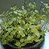 ランキングキーワードに紐づく投稿画像-観葉植物
