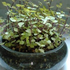 観葉植物（1）の画像