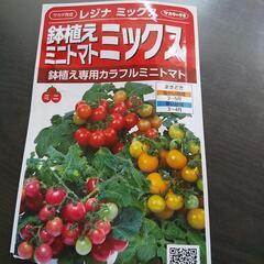 鉢植えミニトマト