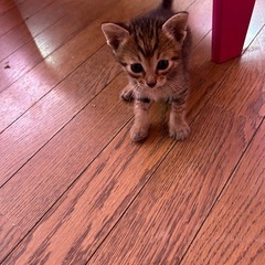 5月29日生まれの子猫達