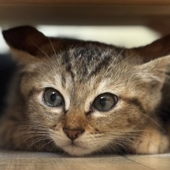 兄妹子猫里親募集