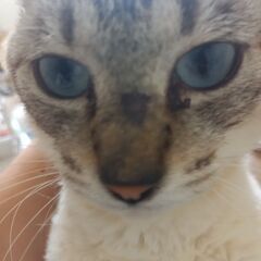 甘えん坊な白シャム猫 - 黒川郡