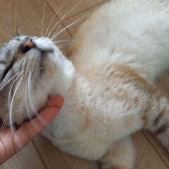 甘えん坊な白シャム猫 - 猫