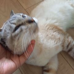 甘えん坊な白シャム猫 − 宮城県