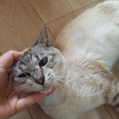 甘えん坊な白シャム猫 - 里親募集