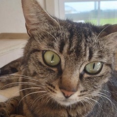 コロン🐱