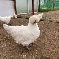 烏骨鶏差し上げます