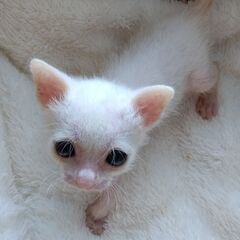 生後1か月　白猫男の子　里親さん募集します🐈