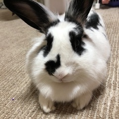 うさぎの里親募集
