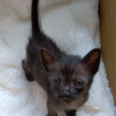 生後1か月　黒猫男の子　里親さん募集します🐈