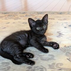 生後２か月・黒猫・オス里親募集