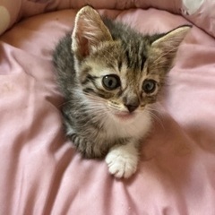 とってもかわいい甘えん坊な4兄妹