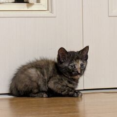生後２か月・サビ猫・メス里親募集