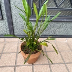 メダカ喜ぶ　ナガバオモダカの画像