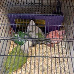 新入荷シナモンウロコインコ6万円ワキコガネウロコインコ6万…
