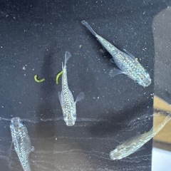 サボテンダルマ　半ダルマ
