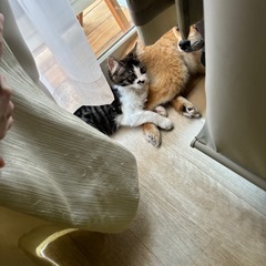子猫　