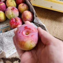 追熟して食べてね！都農町産　無農薬　じいちゃんのスモモ　１キロ【約１０個くらい？】～の画像