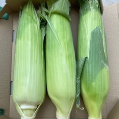 香川県産とうもろこし ３本ピュアホワイト 