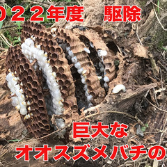 蜂駆除　スズメバチ　アシナガバチ　くまんばち　蜜蜂