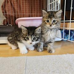 兄妹猫🐱2ヶ月