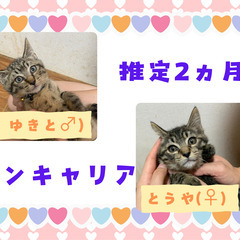 ★里親様✨募集致します★推定2ヵ月とうや・ゆきと※6/29(日)...