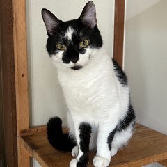 白黒大人猫さん　額の星柄がかっこいいいけにゃん