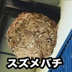 蜂駆除　スズメバチ　アシナガバチ　くまんばち　蜜蜂 - いわき市