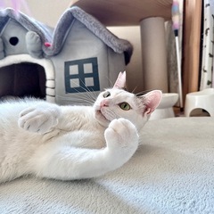 29日の譲渡会にてお見合い可能❣️【おじゃる丸】くん キジ…