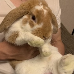 ロップイヤー男の子