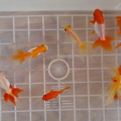金魚琉金9匹⑬