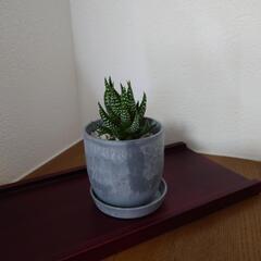 人気の多肉植物「ハオルチア・十二の爪の画像