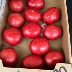 洞爺湖産🍅オロフレトマトが¥100🉐✨✨