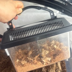 カブトムシの画像