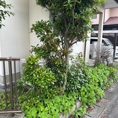 草むしり、剪定 - 熊本市