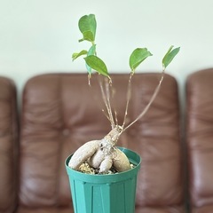 観葉植物_ガジュマル(H)