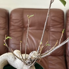 観葉植物　ガジュマル(A)の画像